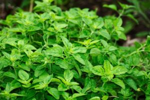 アロマの香りがもたらす若返りの効果とは？