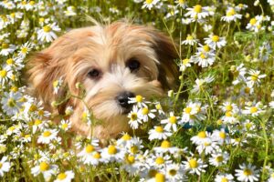 カモミールのお茶でリラックスする方法は？
