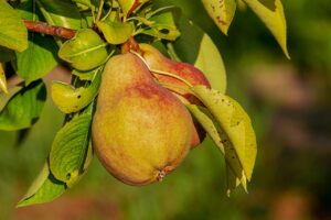 ビタミンEを含む食品のランキングはどれ？