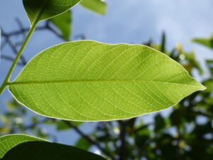 自律神経の乱れが更年期に与える影響とは？