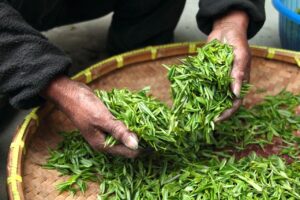 頭皮のかゆみと乾燥の原因は何ですか？