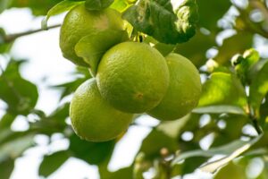 トラネキサム酸化粧品を使った肝斑の効果的な使い方は？